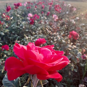 Şitillər: Sarmaşiq və Sadə Gül Kollari istənilən sayda sifariş verə bilərsiz -da lalafo.az — 10 Şitillər: Sarmaşiq və Sadə Gül Kollari istənilən sayda sifariş verə bilərsiz — 10