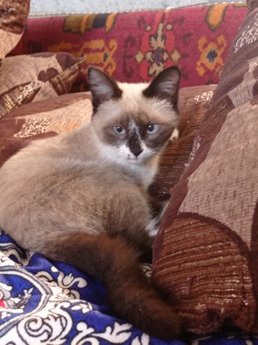 сиамский котенок: Отдам сиамского котенка в хорошие руки мальчик, 5 месяцев домашний