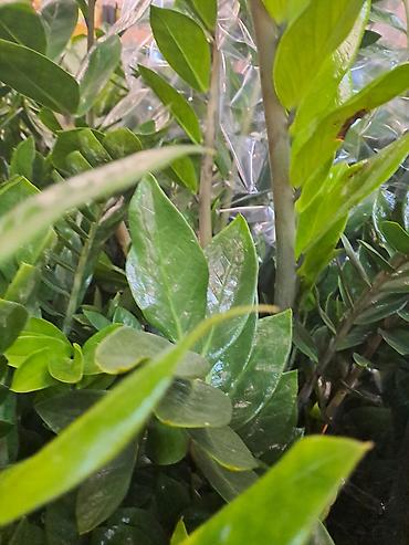 Ostale kućne biljke: Sanseverije, velike biljke sa prve, druge i trece slike su 3500 — 15