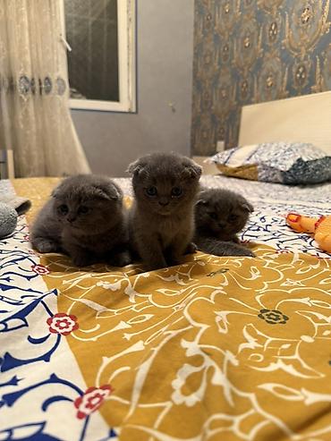 Pişiklər: Şotland yastı qulaq — 7