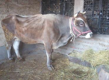 Коровы, быки: Продаю | Тёлка | Швицкая | Для молока | Стельные — 10