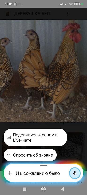боос кой: Продаю | Куры | Для разведения — 5