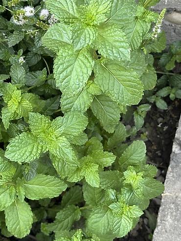 корни хрена купить: 🌿 Табигый,таза мята сатылат! Үйдүн короосунда өстүрүлгөн,парникте — 1