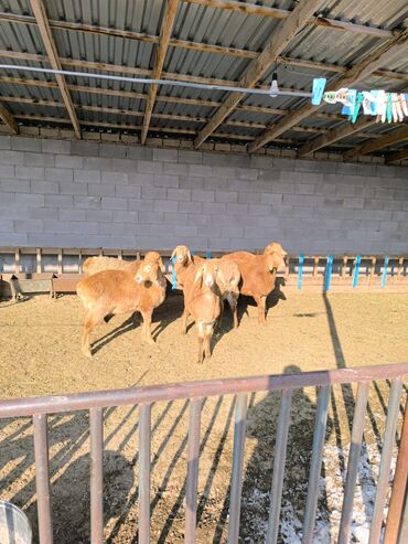 Бараны, овцы: Продаю | Овца (самка), Ягненок | Арашан | Для разведения | Ярка — 1