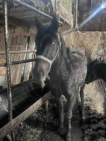 Лошади, кони: Продаю | Жеребенок | Для разведения — 8