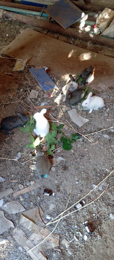 dovşan balalari: Biri 5 manatdan 2 aylıqdilar