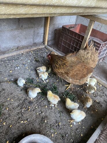 птицы и голуби: Продаю курицу с цыплятами все свои 14 штук цыплят ровно 7 дней как
