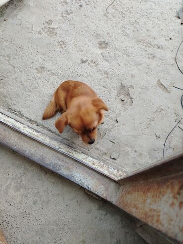 итлер: Pekines, 7 ay, Dişi, Ünvandan götürmə