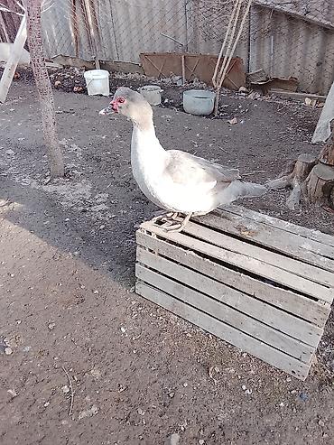 Ördəklər: Salam heyvanlar kom satilir 5feredi 1de erkey yumurtaya hazir -da lalafo.az — 18 Ördəklər: Salam heyvanlar kom satilir 5feredi 1de erkey yumurtaya hazir — 18