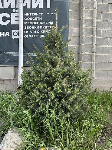 Ель: Ель (вероятно, канадская/серая, Picea glauca), компактная — 9