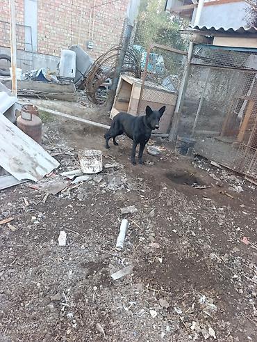 чёрный овчарка: Продаётся крупная собака чёрного окраса, внешне похожая на овчарку — 1