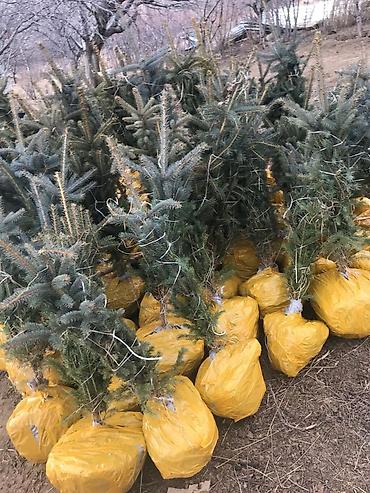 Декоративные деревья: Продаются ели голубые, зелёные, вечнозелёные самшиты, туи, сосны — 12