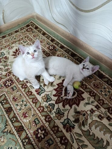кошка с разными глазами: Кошка даром: Сиамская, 2 месяца, Девочка, Метис, Приучена к лотку