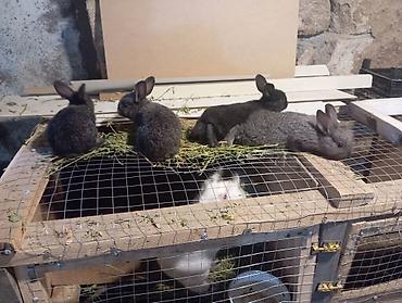 Dovşanlar: Məhsul: Dovşanlar (ana və balaları) Təsvir: - Şəkillərdə böyük ağ — 9