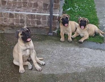 Dogs: Na prodaju 3 prelepe ženkice bullmastifa. Uredno vakcinisane, očišćene