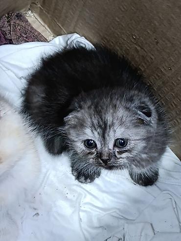 Мышыктар сатылат: Шотландские котята (вислоухие/страйт) из одного помёта. - Окрас — 2