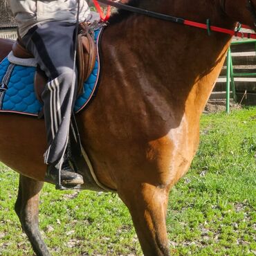 конный завод донской продажа лошадей: Продаю | Конь (самец), Жеребец | Конный спорт | Мерин