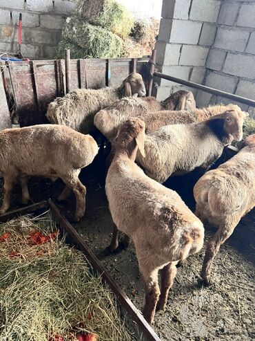 Бараны, овцы: Продаю | Баран (самец) | Эдильбаевская | Для разведения — 3