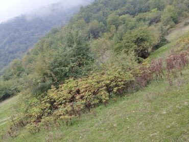 Boşqablar: 80 sot, Kənd təsərrüfatı, Maklerlər narahat etməsin, Kupça (Çıxarış)