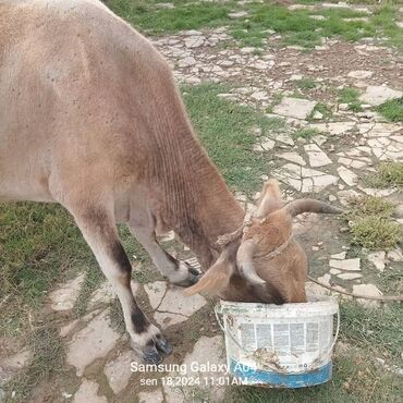 inək satılır binə: Erkək, il: 1