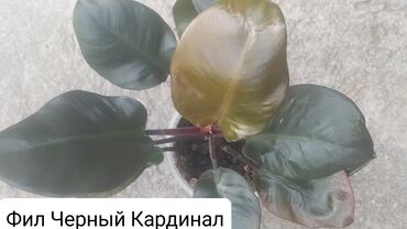 фитолампы для растений бишкек: Продаю филодендрон 650 сом
