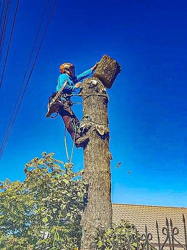 Спил деревьев, заготовка дров: Спил любых деревьев, в любых стесненных условиях, формирование кроны — 10