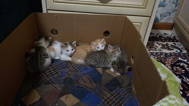 сибирский кот цена: Ищу хозяев для котят,отдам через месяц две девочки3 мальчикаг.Ош