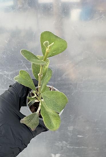 Хойи: Продаю хойи. Цены от 250 до 2000сом — 7