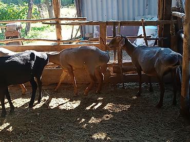 кой машынка: Продаю | Баран (самец) — 3