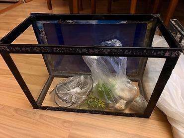 yalnız suda yaşayan heyvanlar: Akvarium — 5