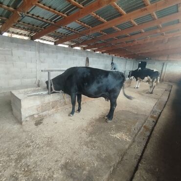 Коровы, быки: Продаю | Корова (самка) | Ангус, Голштин, Алатауская | Для разведения | Племенные