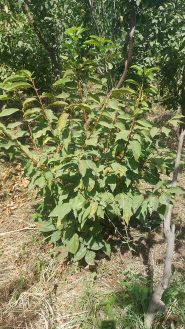 Tinglər: Məhsul: Armud tingləri və meyvəlik ağaclar - Növ: Armud (şəkildə — 1