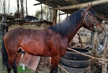 конный завод донской продажа лошадей: Продаю | Конь (самец) | Для разведения, Конный спорт | Осеменитель