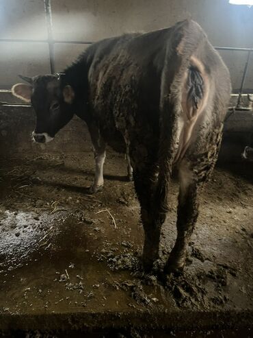 Коровы, быки: Продаю | Бык (самец) | На откорм | Привязанные — 11