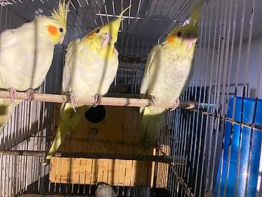 lutino: Məhsul: Nymph (kakadudu – cockatiel) papağanları, açıq-sarı/lutino — 2
