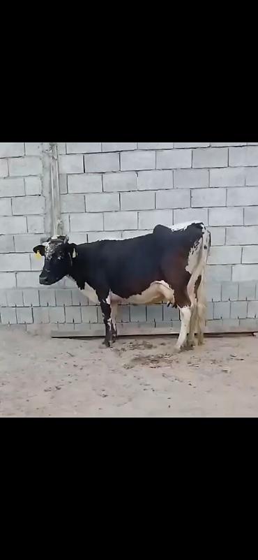 damazlıq heyvanların satışı: Siyah-ağ rəngli, iri süd verən inək və balası. - Cins tipi: Holştayn — 4