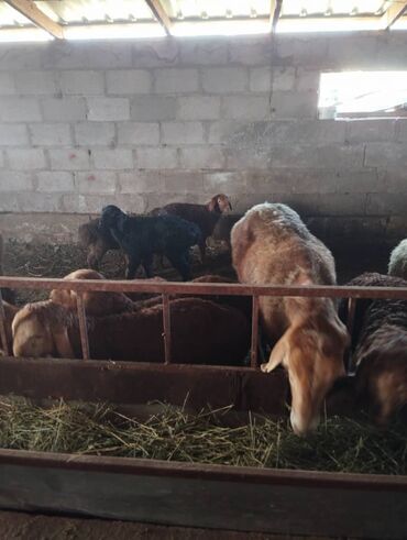 гиссарский баран цена в кыргызстане: Продаю | Овца (самка) | Гиссарская | Для разведения | Ягнившаяся