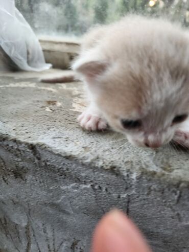 Pişiklər: Dişi, Erkək, Yaxşı əllərə, Ünvandan götürmə, Pulsuz çatdırılma — 3