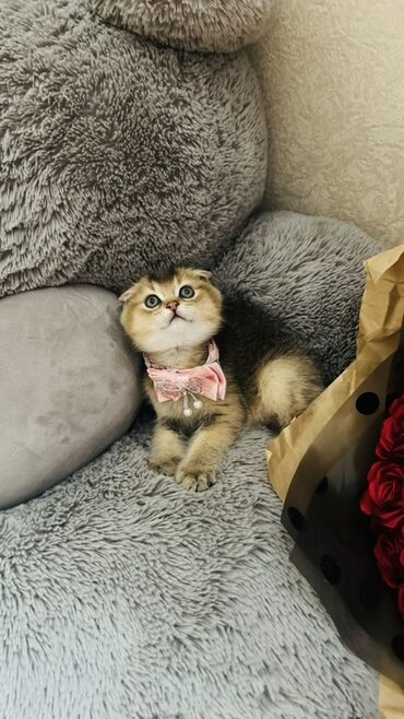 Pişiklər: Dişi — 24