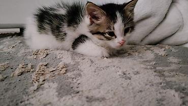 соска для котят: Кошка даром: Беспородная, 1 месяц, Девочка, Приучена к лотку — 1