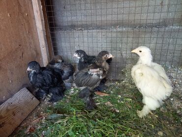 цыплята брама кохинхин: БРАМЫ черные и белые, коричневые