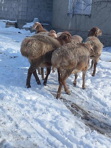 Бараны, овцы: Продаю | Овца (самка) | Для разведения | Матка — 11