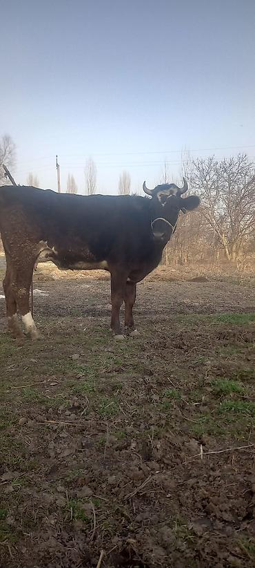 Коровы, быки: Продаю | Тёлка, Музоо, торпок | Алатауская — 3