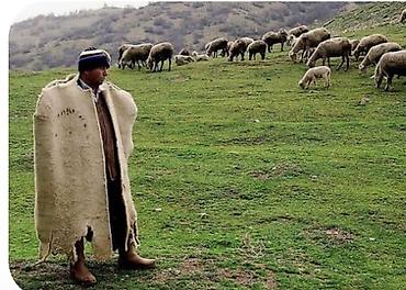 coban axtarilir: Çoban, 40 yaş, 3-5 illik təcrübə — 1