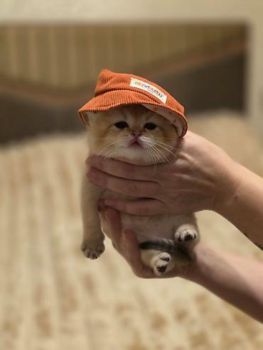 Pişiklər: Britan — 3