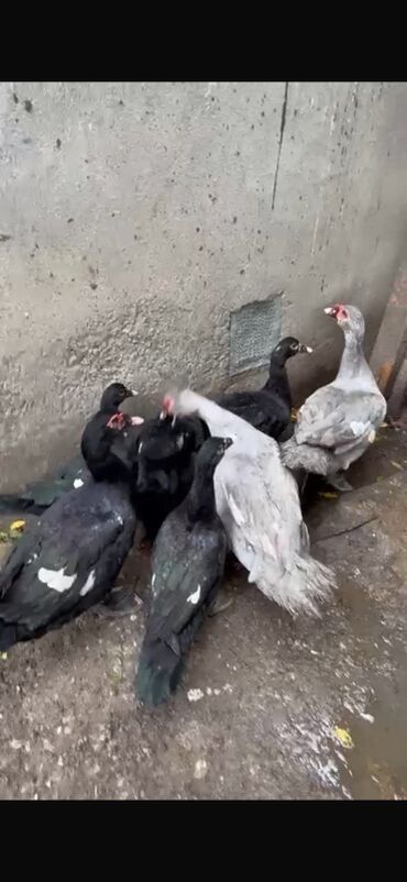 Ördəklər: Erkək, | Lal ördək, Ətlik — 9