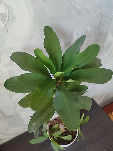 молочай: Комнатное растение – Молочай Милла (Euphorbia milii), крупный — 2