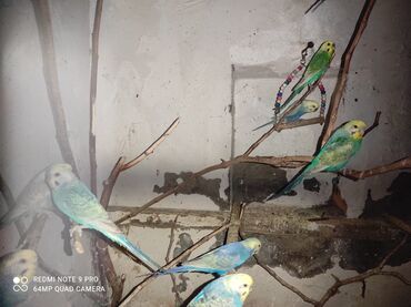Tutuquşları: Salam aleykum hamisi rainbow papkaylardı cavan quşdardı isdiyen olsa