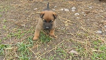 Продажа собак: Бельгийская овчарка, 1 месяц, Самец at lalafo.kg — 2 Продажа собак: Бельгийская овчарка, 1 месяц, Самец — 2