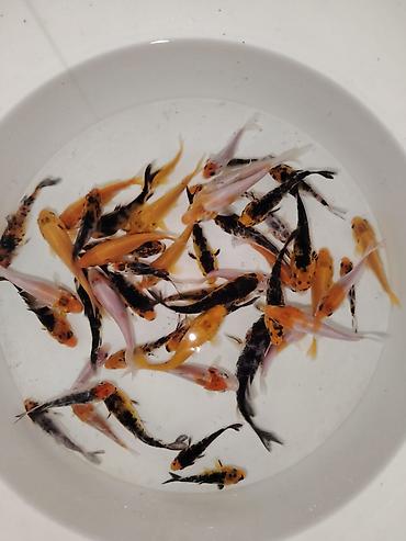 balığ yemi: Koi, Sülhsevər, Ödənişli çatdırılma — 3